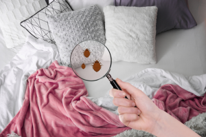 Finding bedbugs on a bed using a magnifying glass